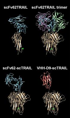 A Novel Anti-Kv10.1 Nanobody Fused to Single-Chain TRAIL Enhances Apoptosis Induction in Cancer Cells